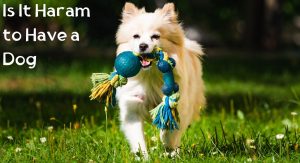 Is It Haram to Have a Dog Is It Haram to Have a Dog