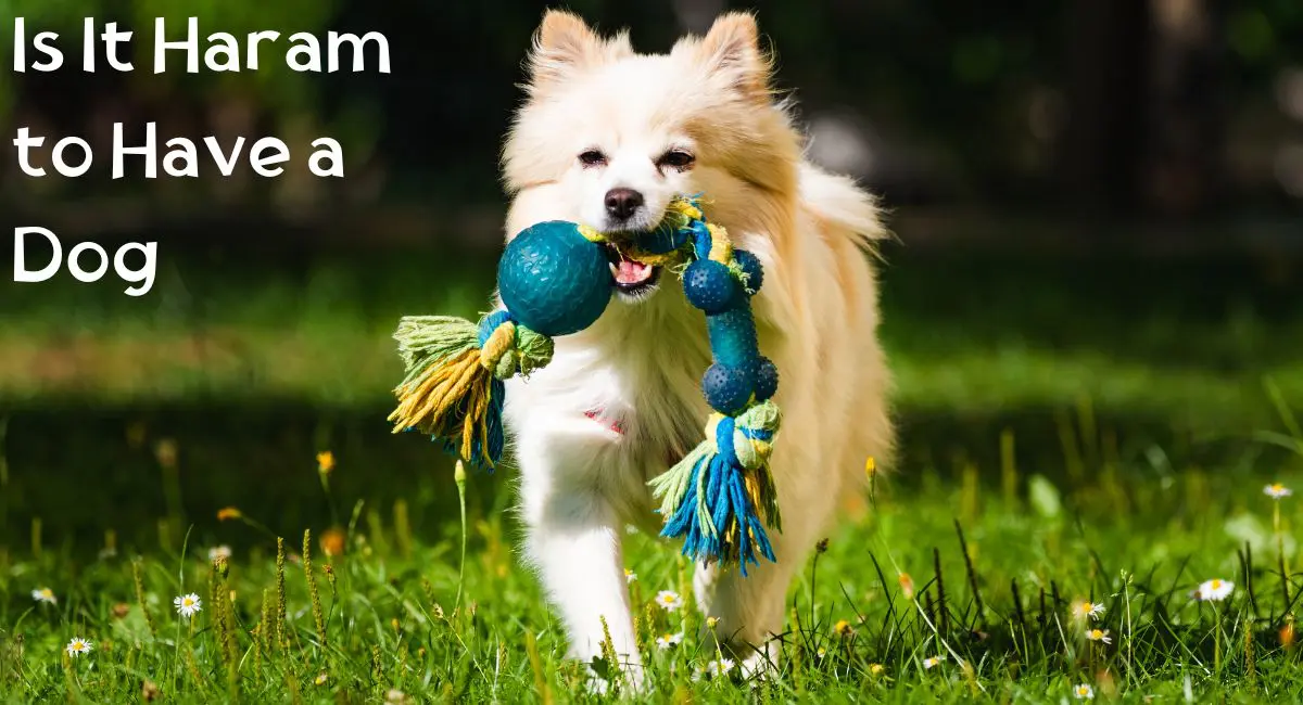 Is It Haram to Have a Dog
