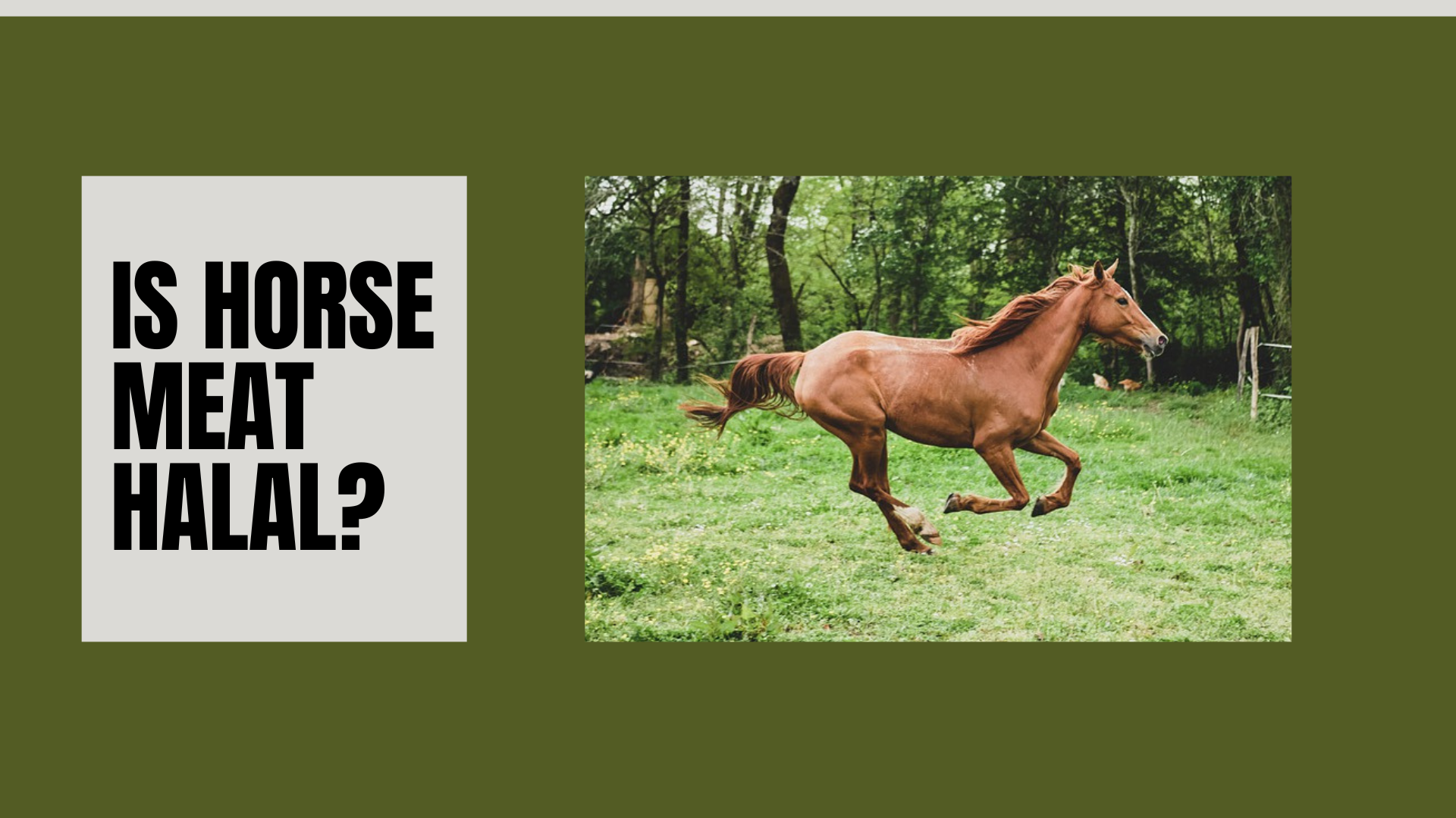 Is Horse Meat Halal? Unknown Facts ###YEAR### Is Horse Meat Halal