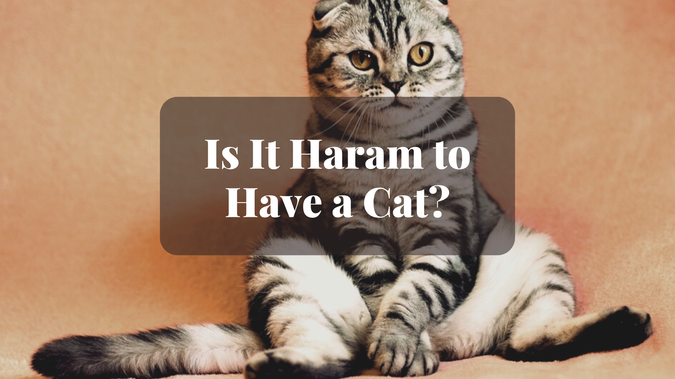 Is It Haram to Have a Cat Is It Haram to Have a Cat
