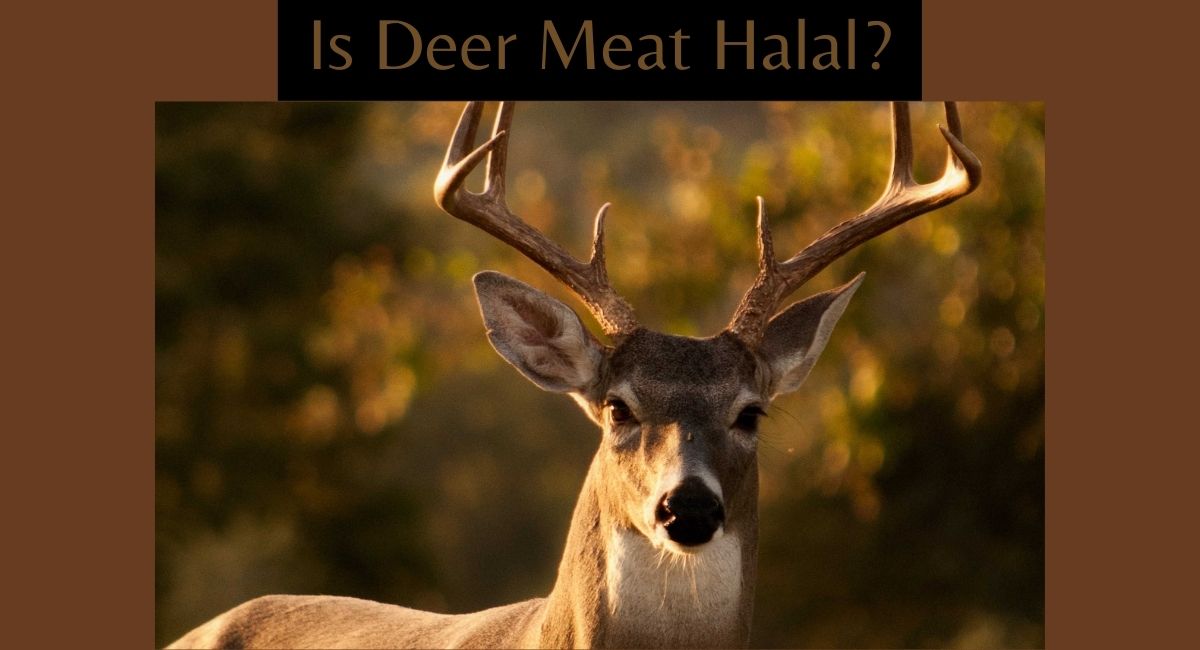 Is Deer Meat Halal