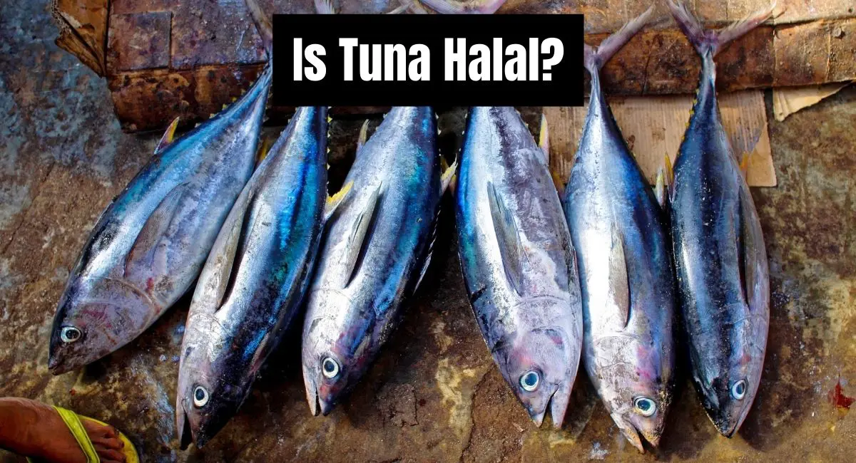Is Tuna Halal Or Haram? Is Tuna Halal