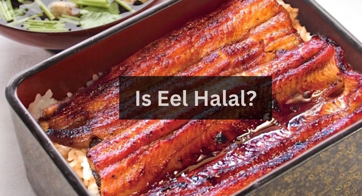 Is Eel Halal To Eat For Muslims? Is Eel Halal