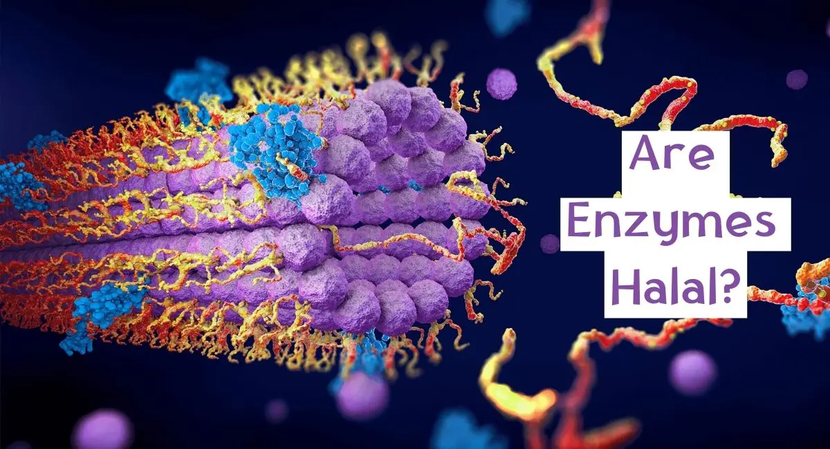 Are Enzymes Halal