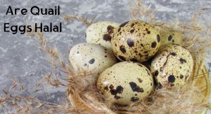 Are Quail Eggs Halal? Are Quail Eggs Halal