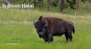 Is Bison Halal? Is Bison Halal