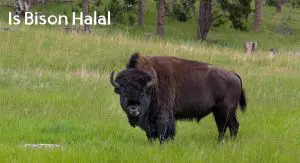 Is Bison Halal? Is Bison Halal
