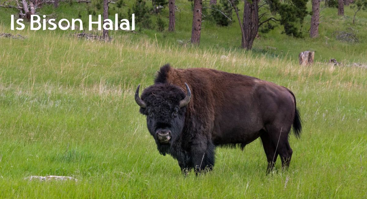 Is Bison Halal