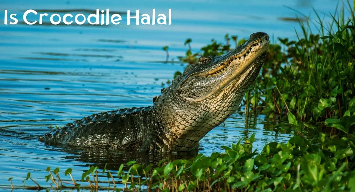 Is Crocodile Halal? Is Crocodile Halal