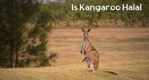 Is Kangaroo Halal? Is Kangaroo Halal