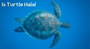 Is Turtle Halal? Is Turtle Halal