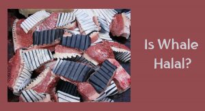 Is Whale Halal? The Question Is Answered Is Whale Halal