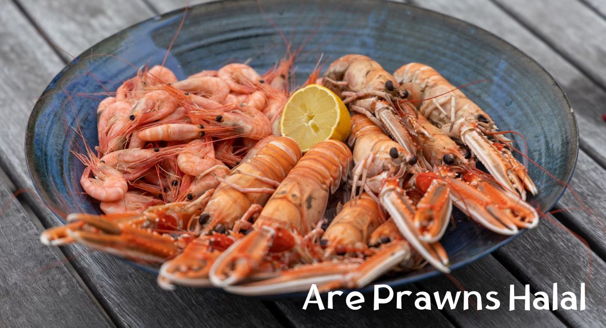 Are Prawns Halal Are Prawns Halal