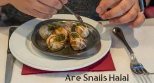 Are Snails Halal Are Snails Halal