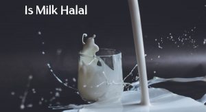 Is Milk Halal Is Milk Halal