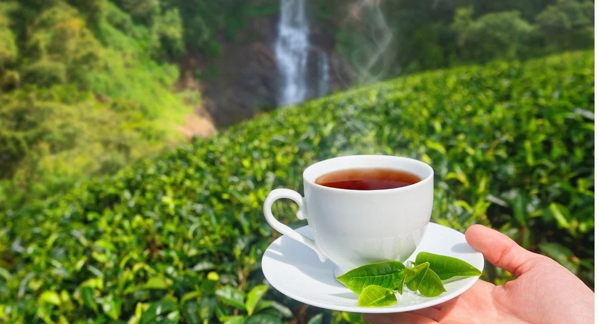 Sobre Tea Is Tea Halal