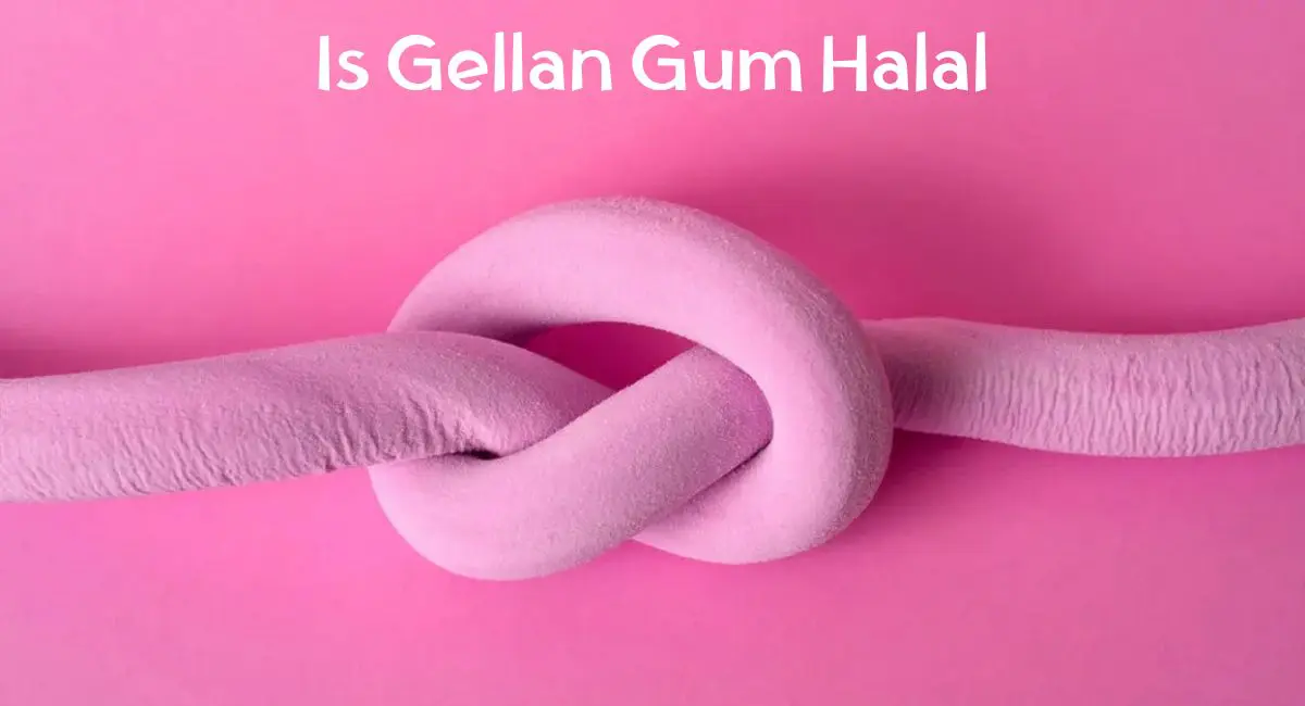 Is Gellan Gum Halal Is Gellan Gum Halal